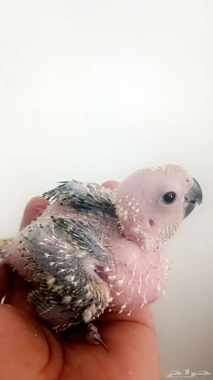 فرخ ( صن كنيور ) 3