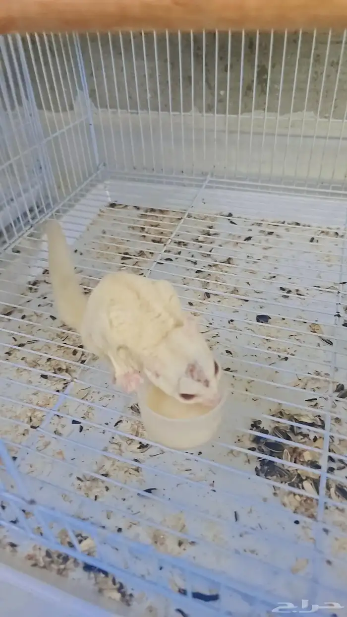 سنجاب شوقر قلايدر ذكر منتج 1