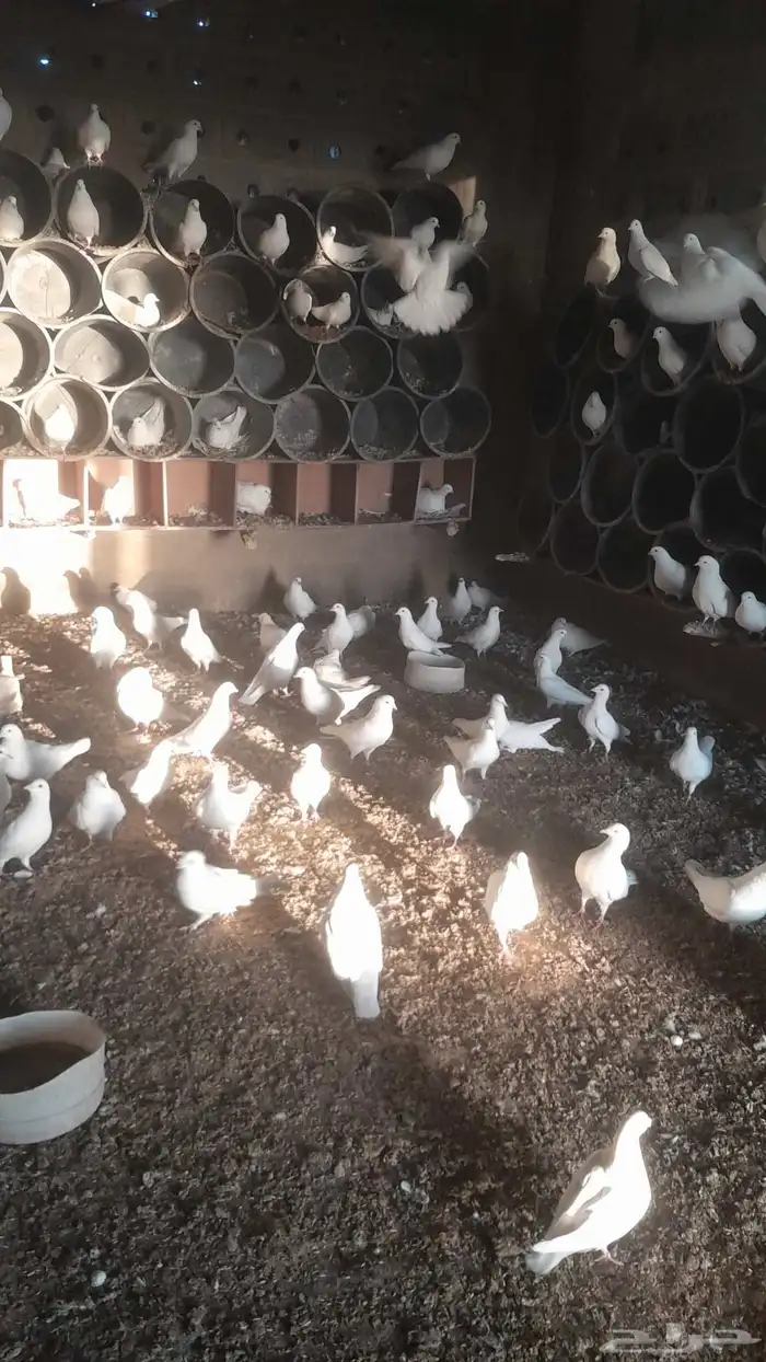 حمام فرنسي 2