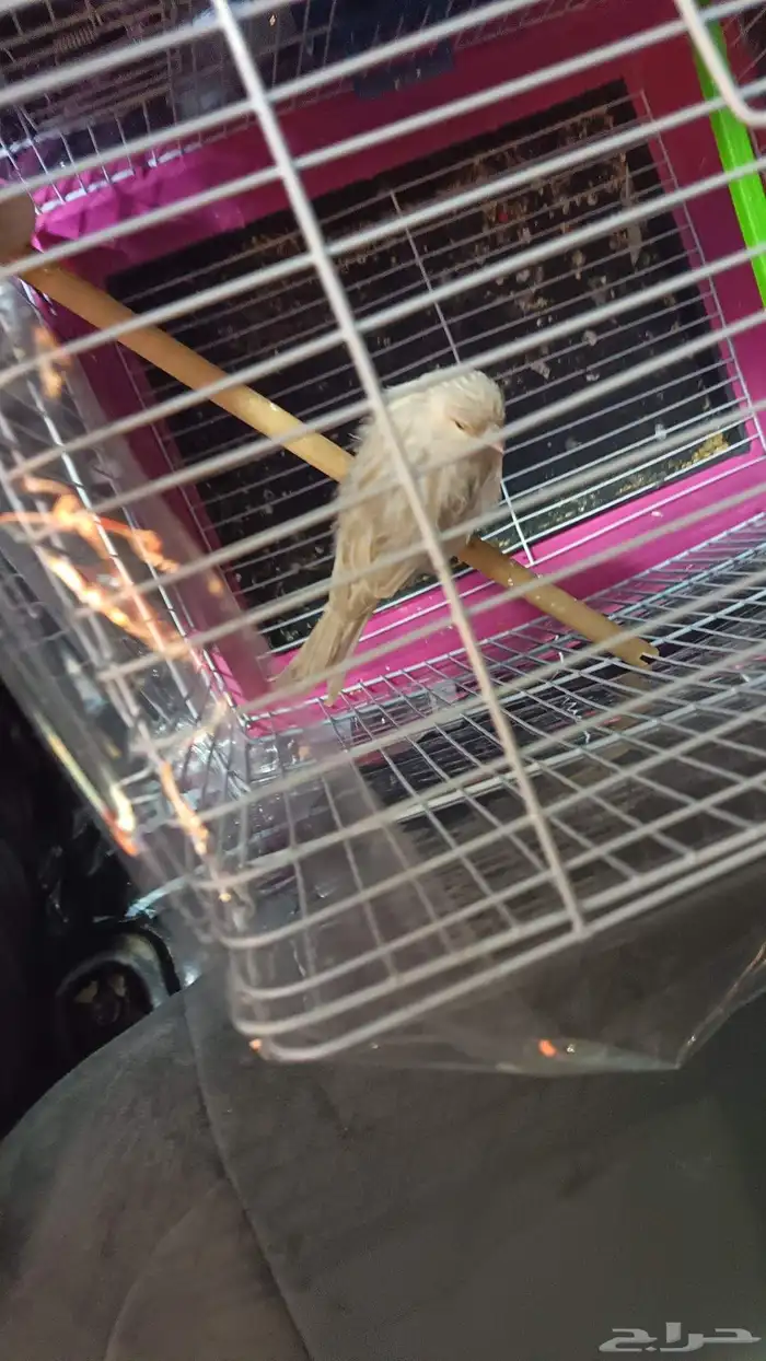 كناري اربي منتج فقص جديد َكبير 350 ريال 0