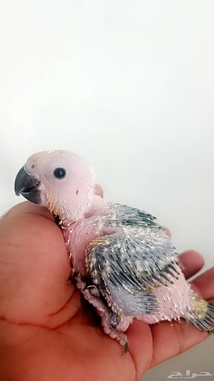 فرخ ( صن كنيور ) 2