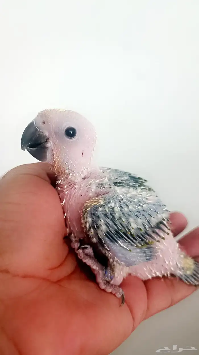 فرخ ( صن كنيور ) 0