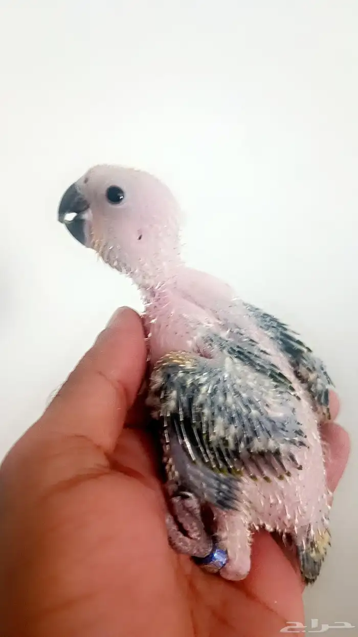 فرخ ( صن كنيور ) 1