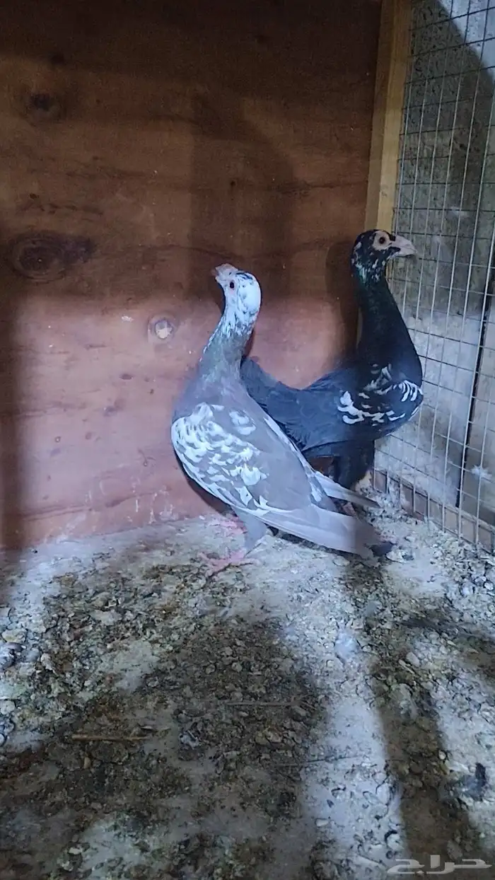 زوج كارير. 1