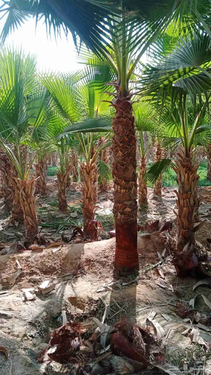 نخيل واشنطني ونخيل عربي واشجا زيتون للبيع 4