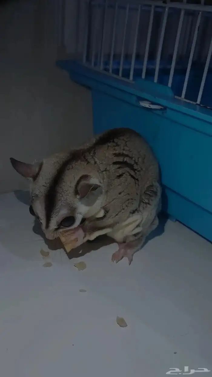 زوج سنجاب طائر منتج 1