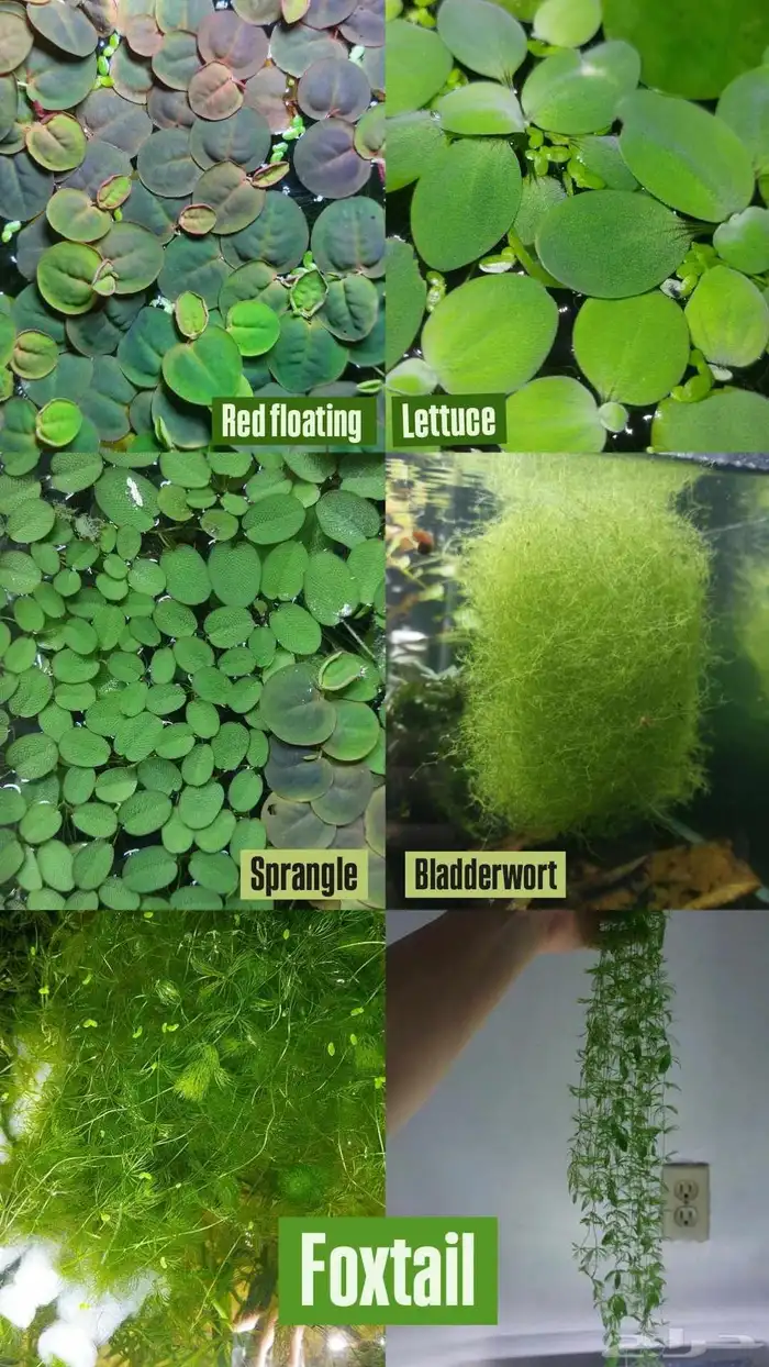 نباتات مائي للبيع 0