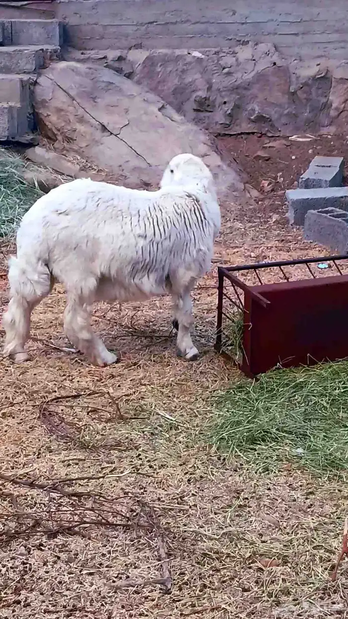 خروف حري جذع فل الفل 0