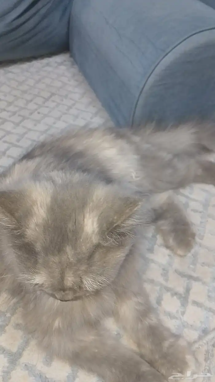 قط شيرازي السوم 800 2