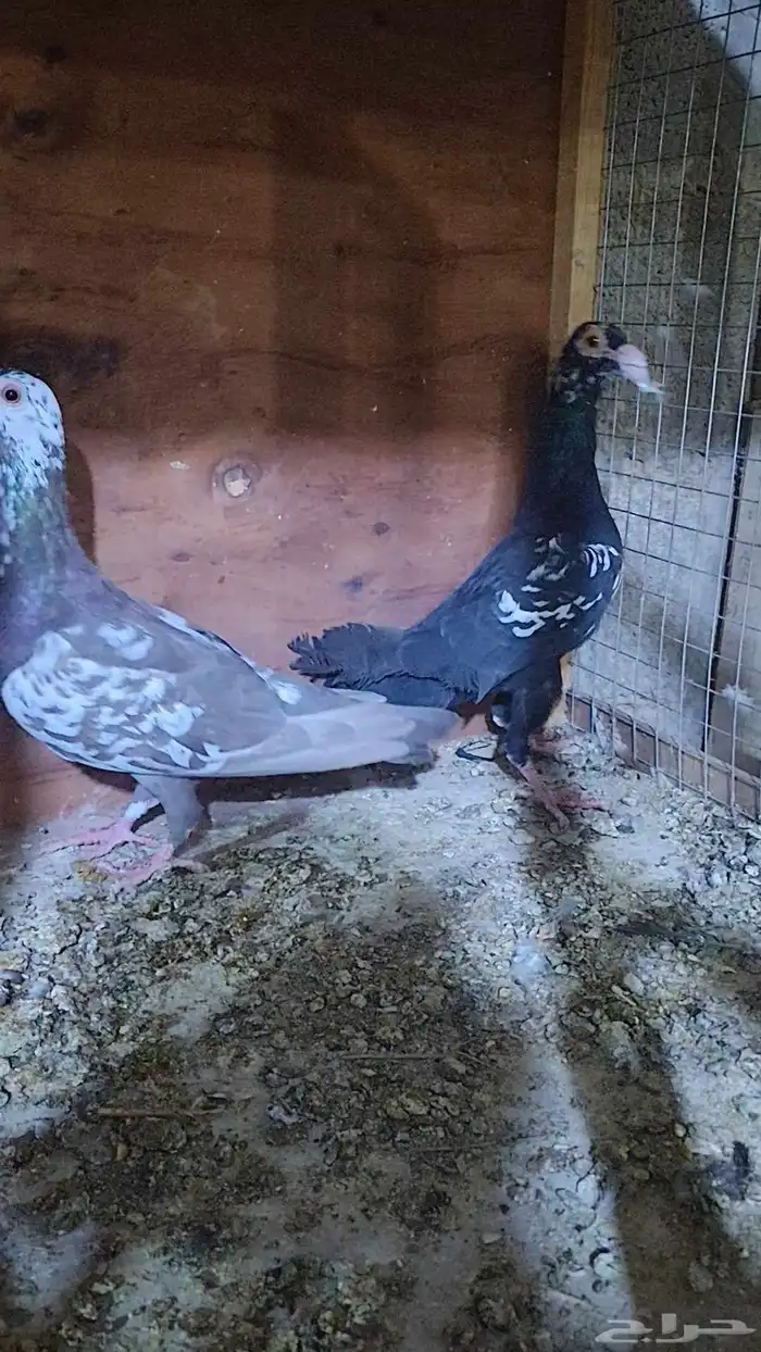 زوج كارير. 2