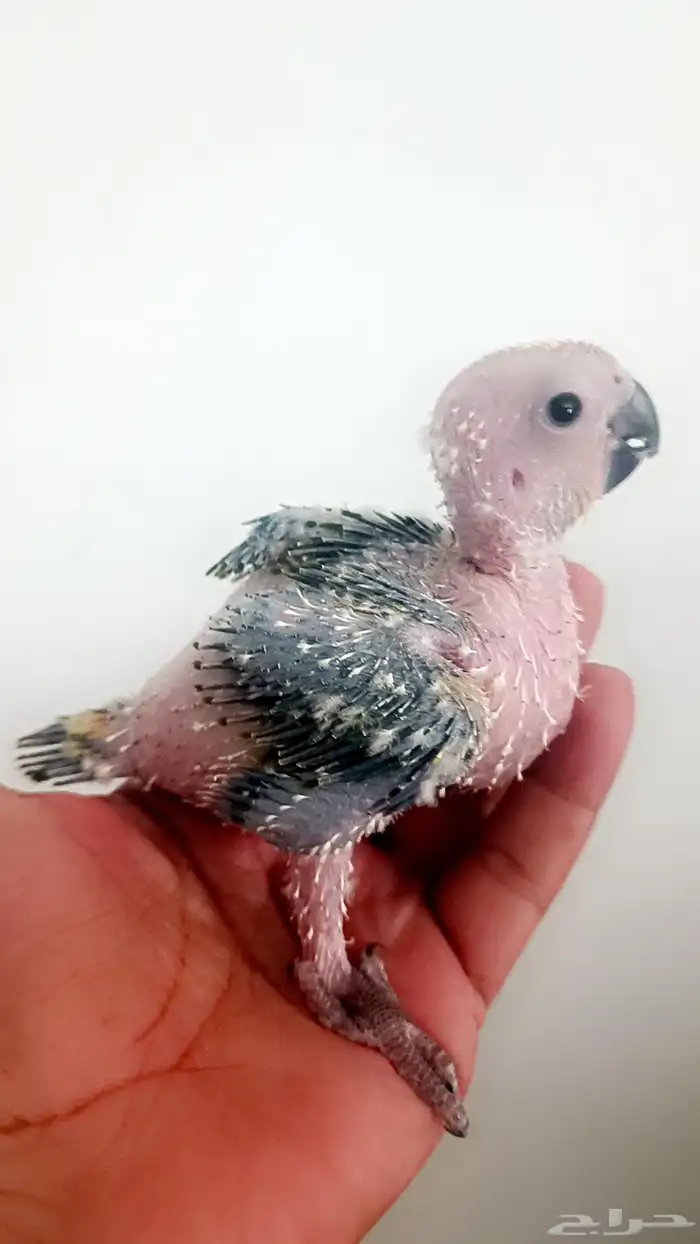 فرخ ( صن كنيور ) 4