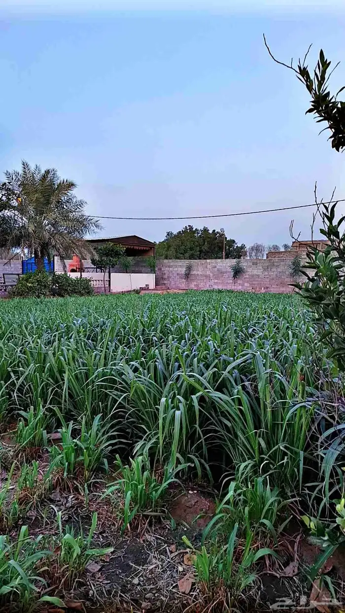 مزرعة خاصة للايجار اليومي 9