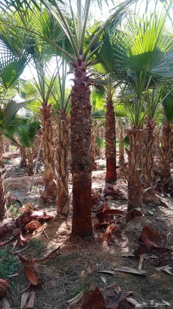 نخيل واشنطني ونخيل عربي واشجا زيتون للبيع 5