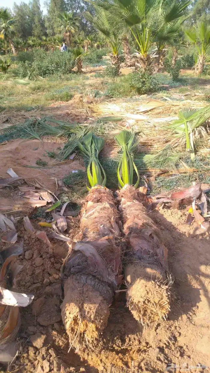 جميع انواع النخيل 2