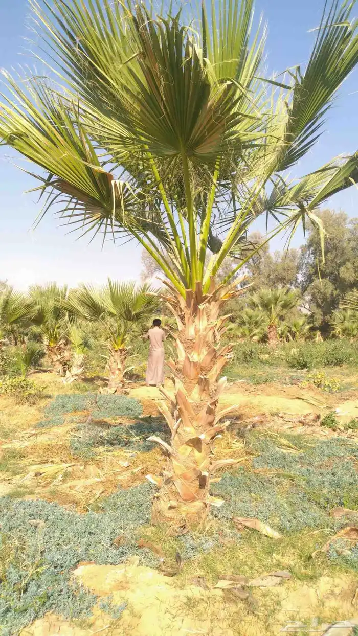 جميع انواع النخيل 3