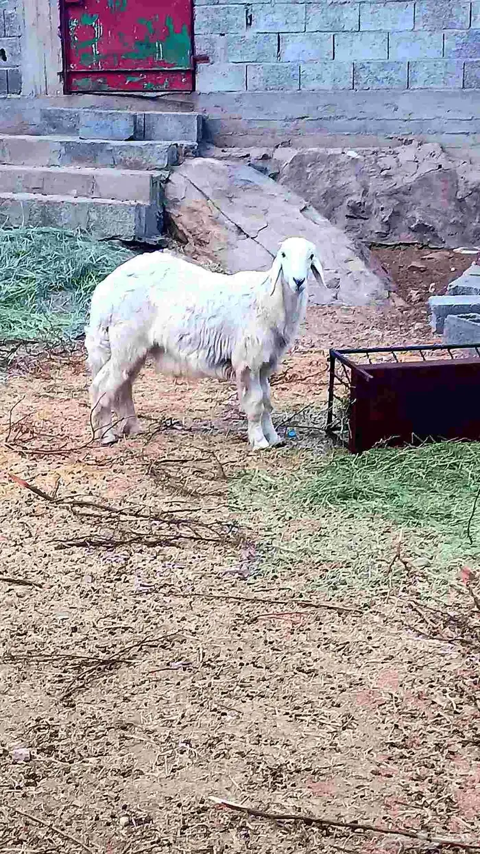 خروف حري جذع فل الفل 2