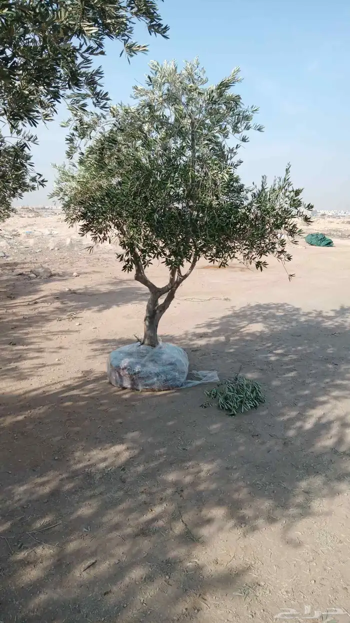 نخيل واشنطني ونخيل عربي واشجا زيتون للبيع 7