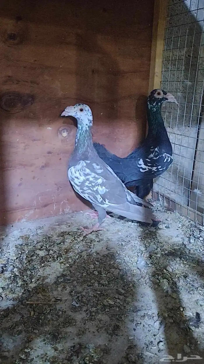 زوج كارير. 0