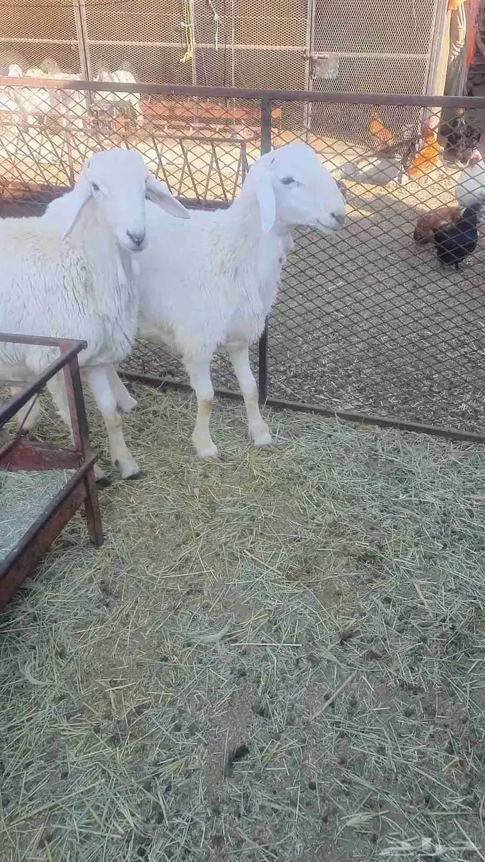 طليان صنف للبيع 0