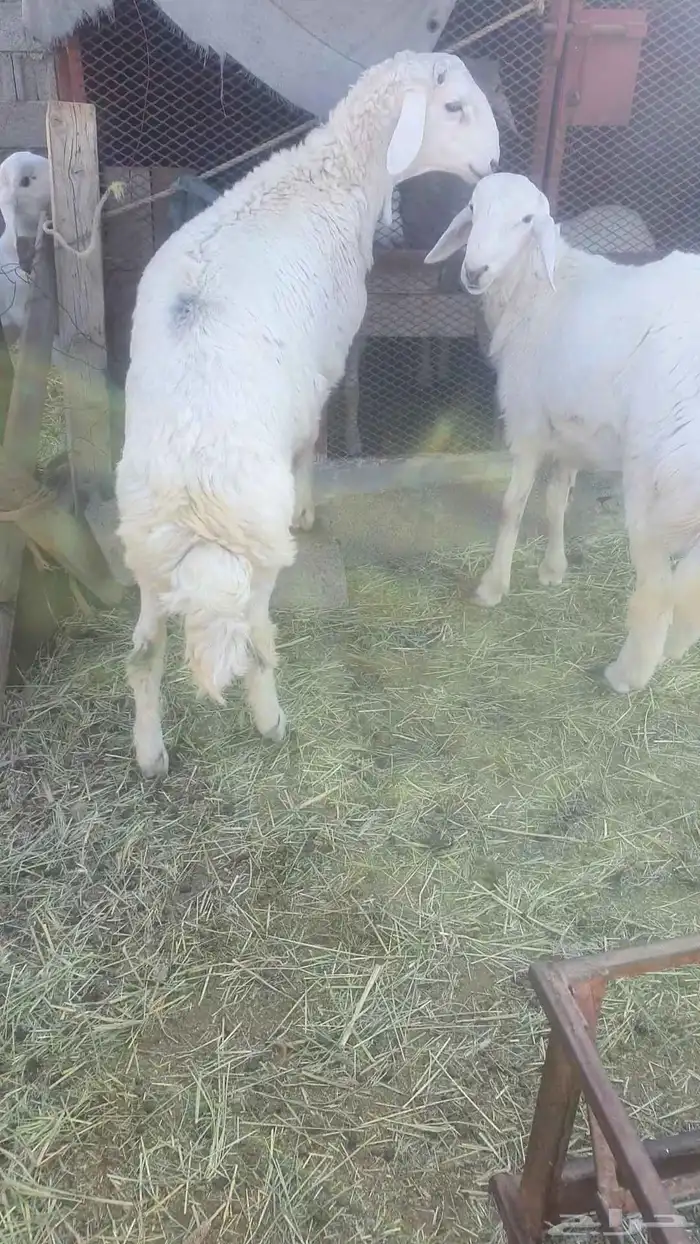 طليان صنف للبيع 1