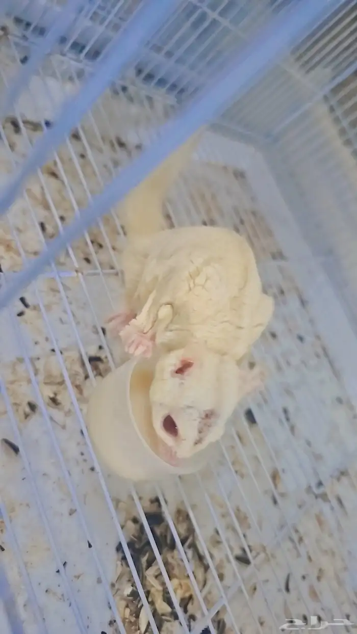 سنجاب شوقر قلايدر ذكر منتج 0