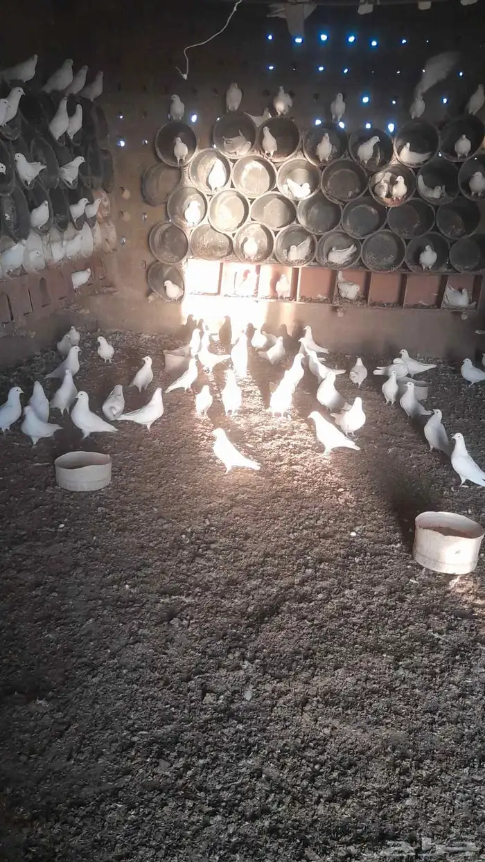 حمام فرنسي 3