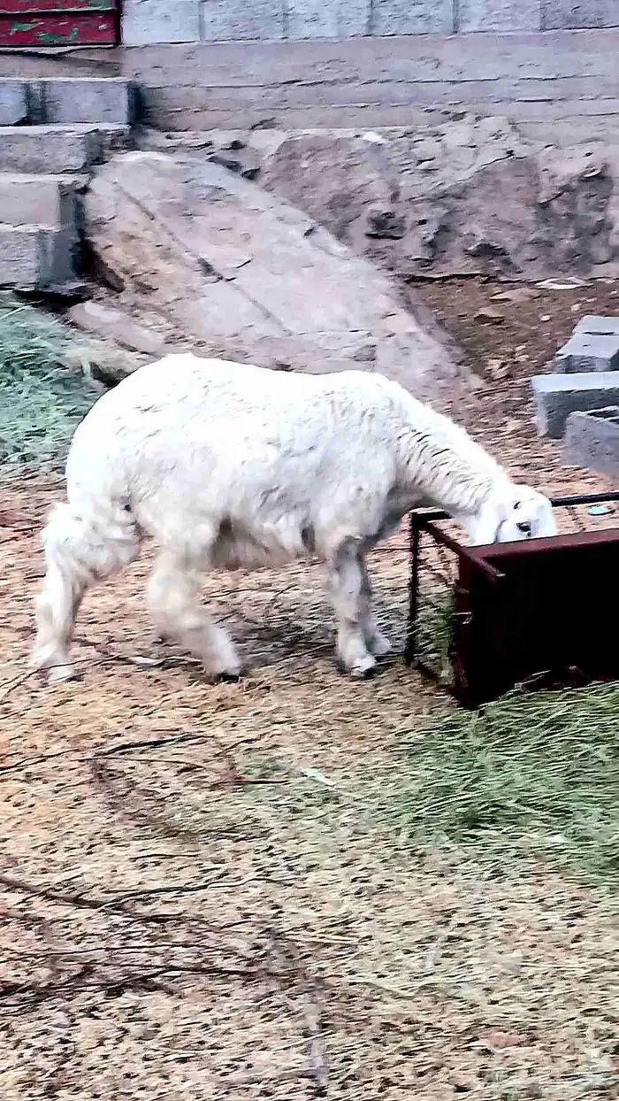 خروف حري جذع فل الفل 1