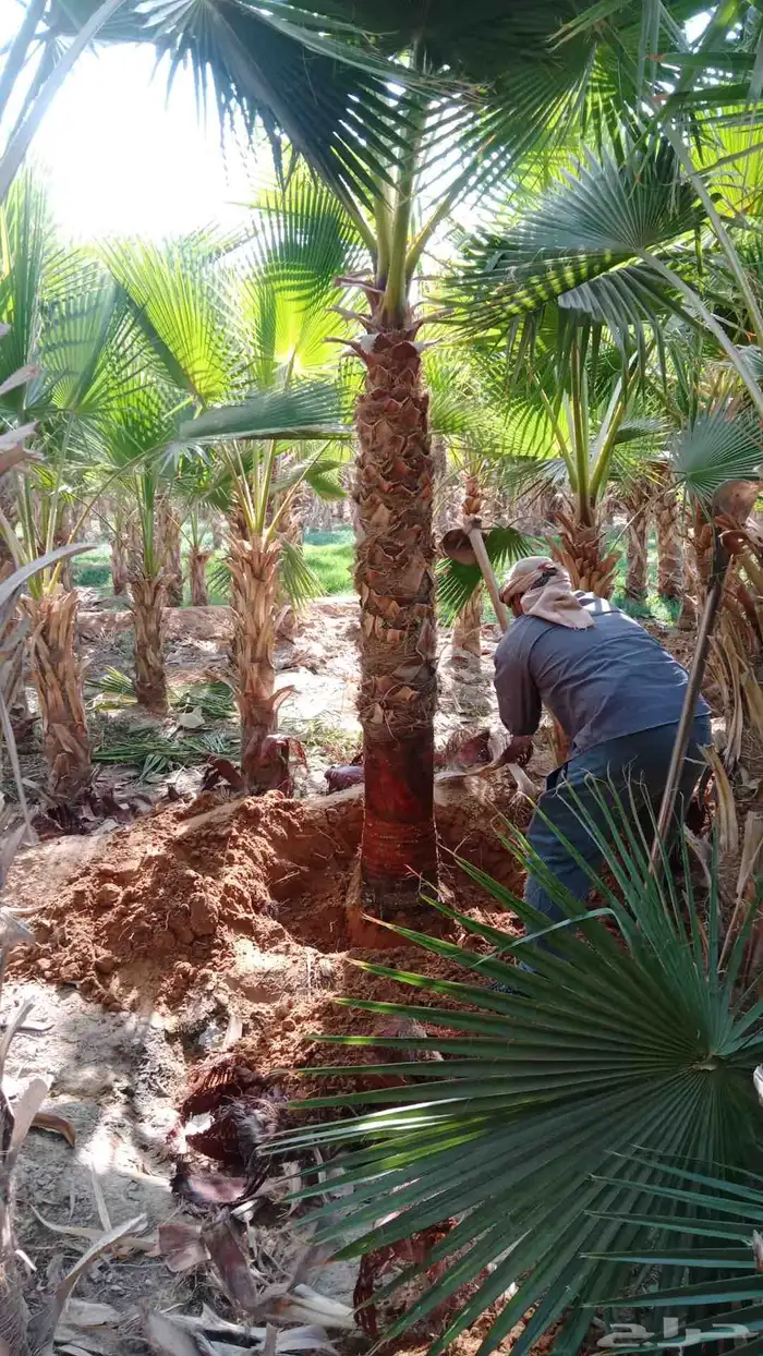 نخيل واشنطني ونخيل عربي واشجا زيتون للبيع 1