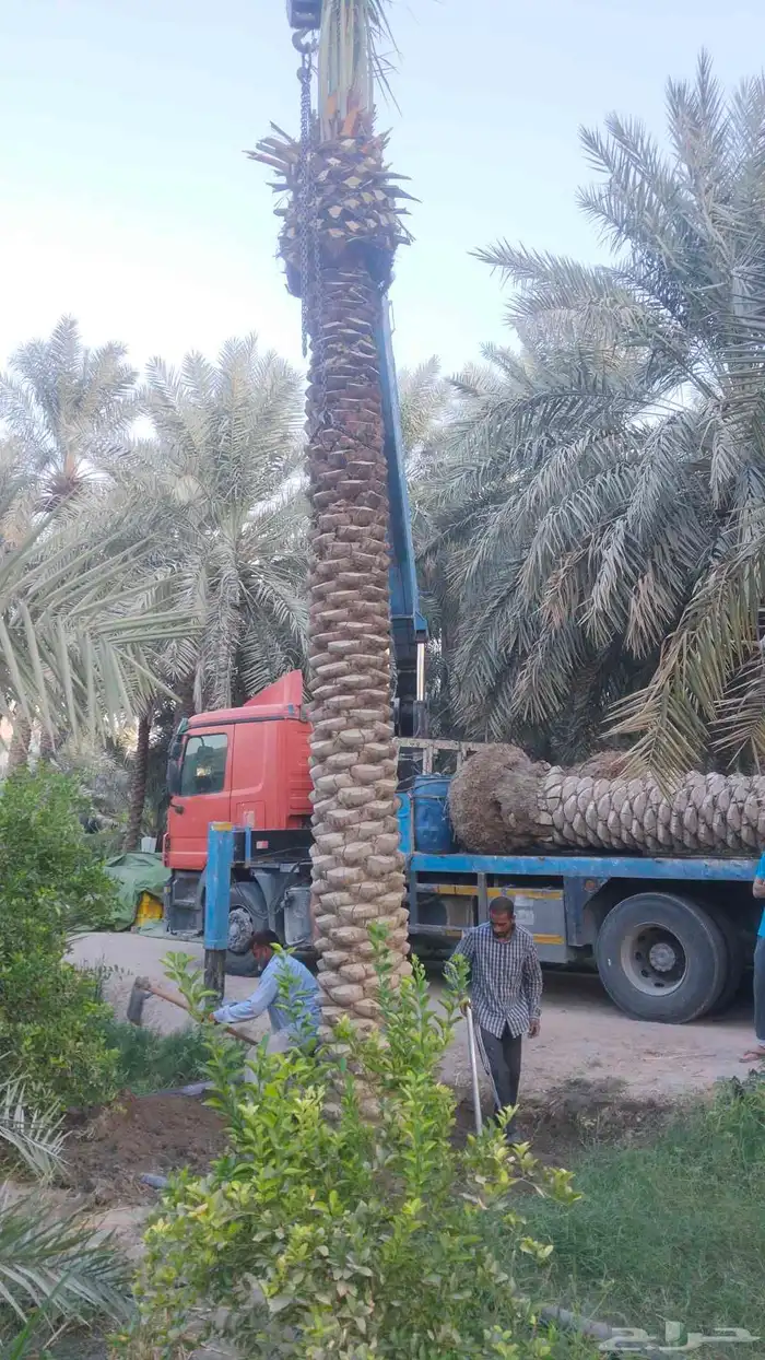 زراعة نخيل عربي واشنطني واعمال الشبوك وتوريدها 6