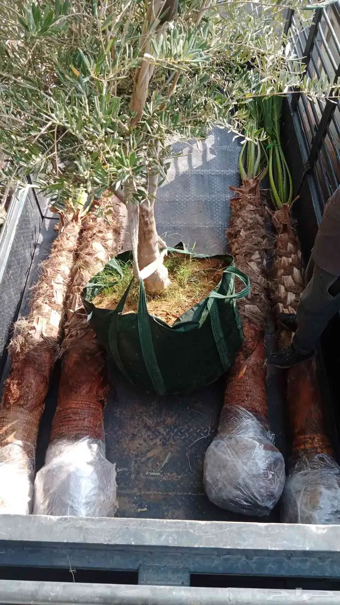 نخيل واشنطني ونخيل عربي واشجا زيتون للبيع 0