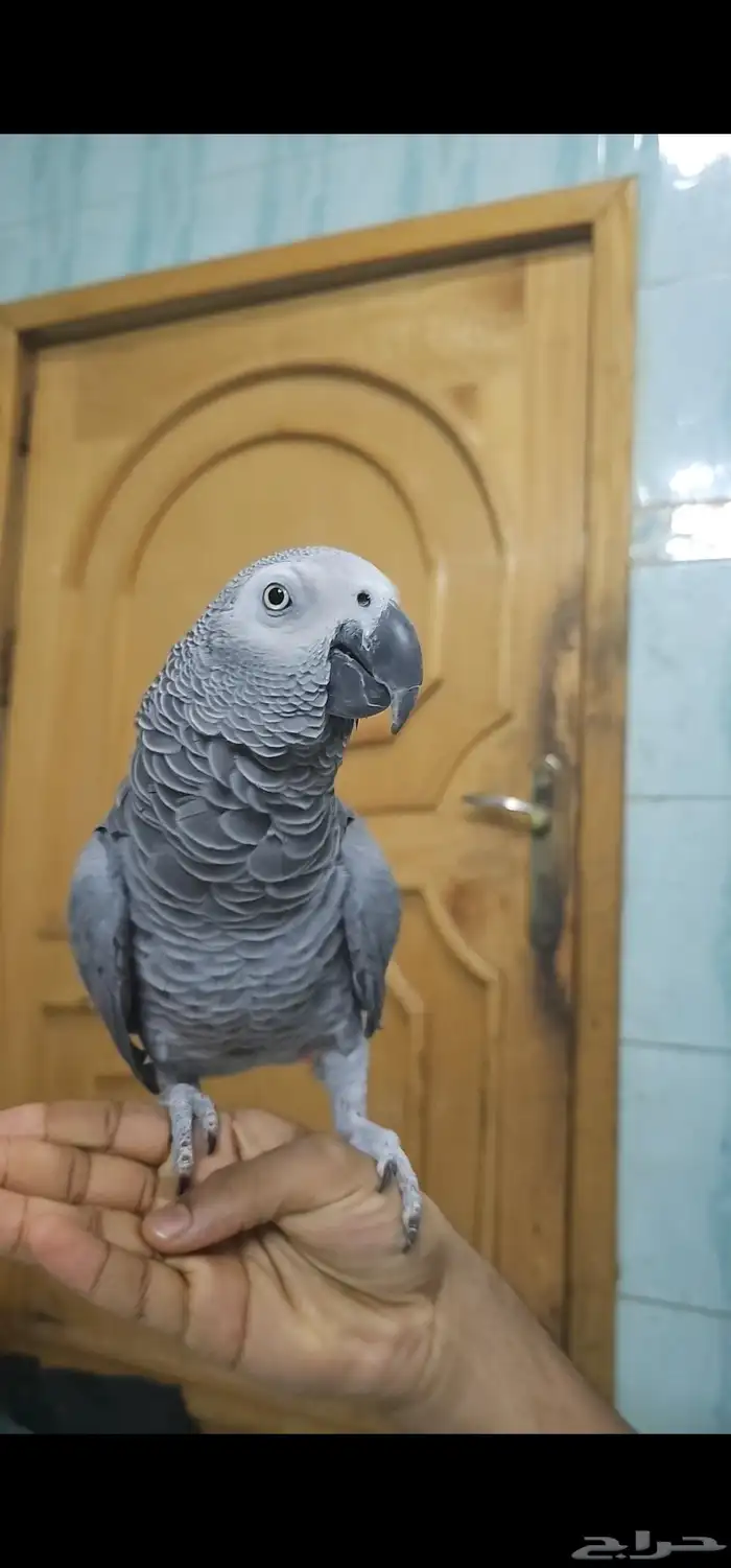 للبيع كاسكو اليف ومتكلم بطلاقه 0