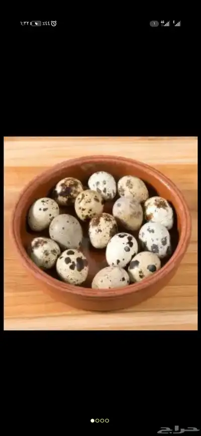 بيض سمان انتاج يومي ولله الحمد index