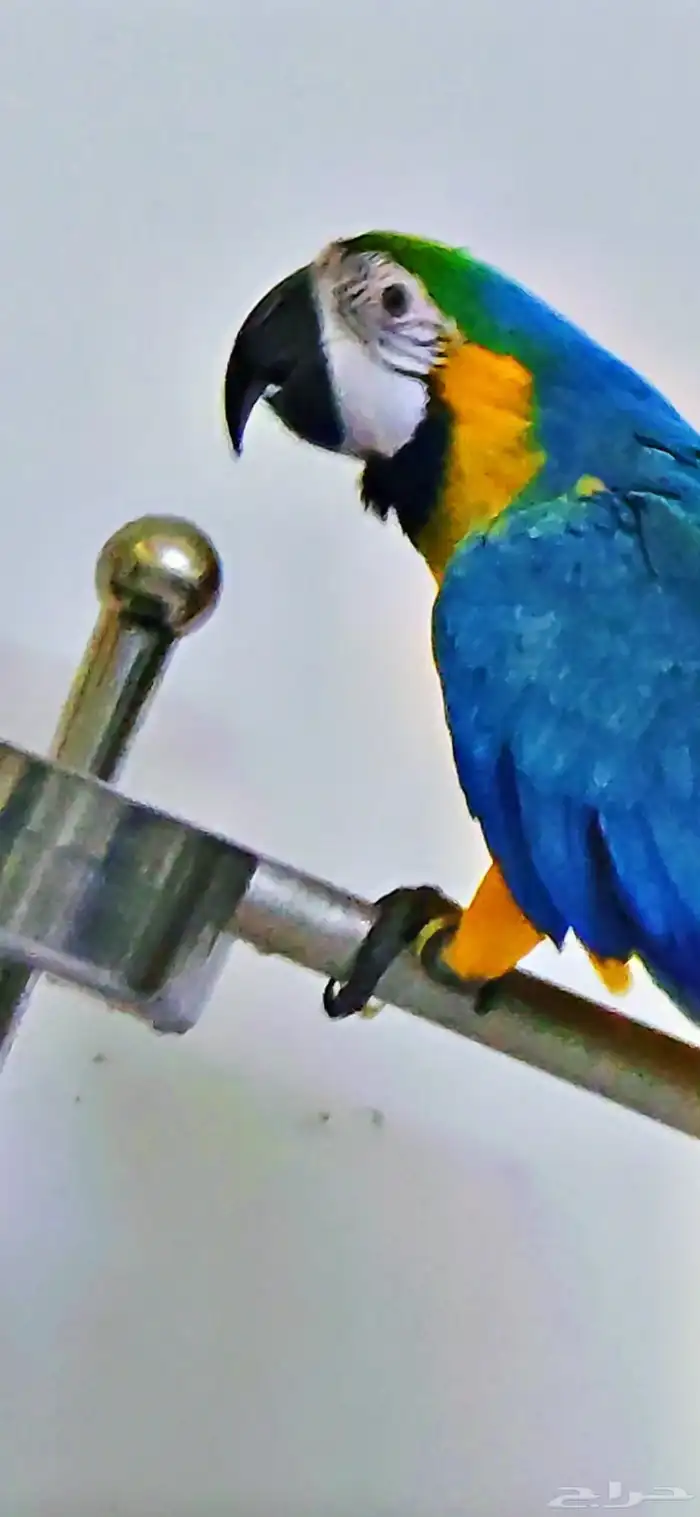 بغبانات مكاو متكلمه عدد اثنين 2