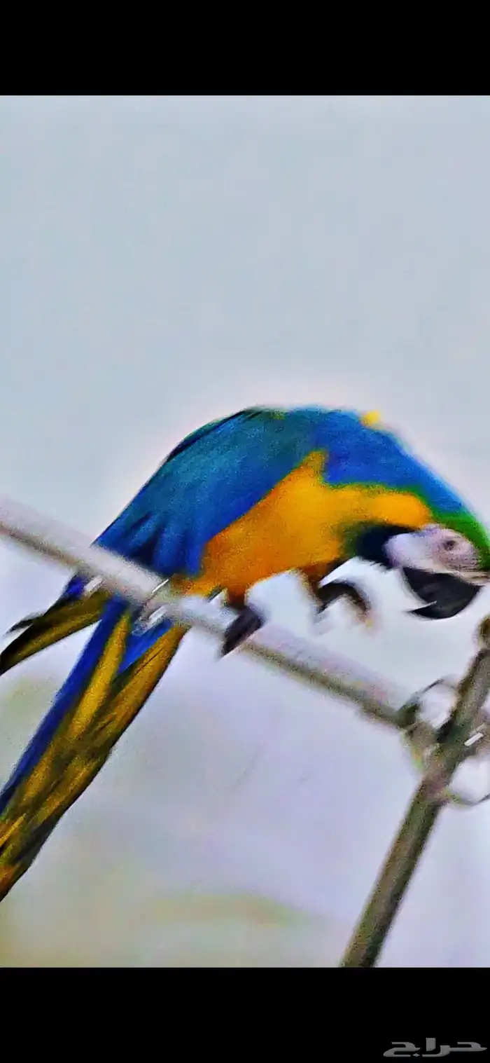 بغبانات مكاو متكلمه عدد اثنين 1