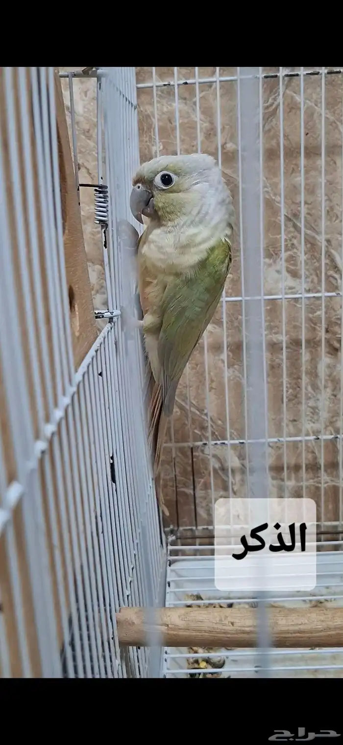 فروخ كنيور 4