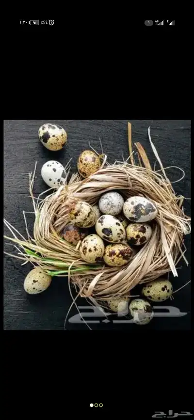 بيض سمان انتاج يومي ولله الحمد index