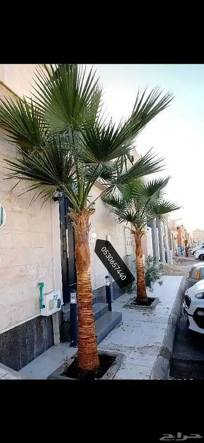 نخل واشنطني نخيل index