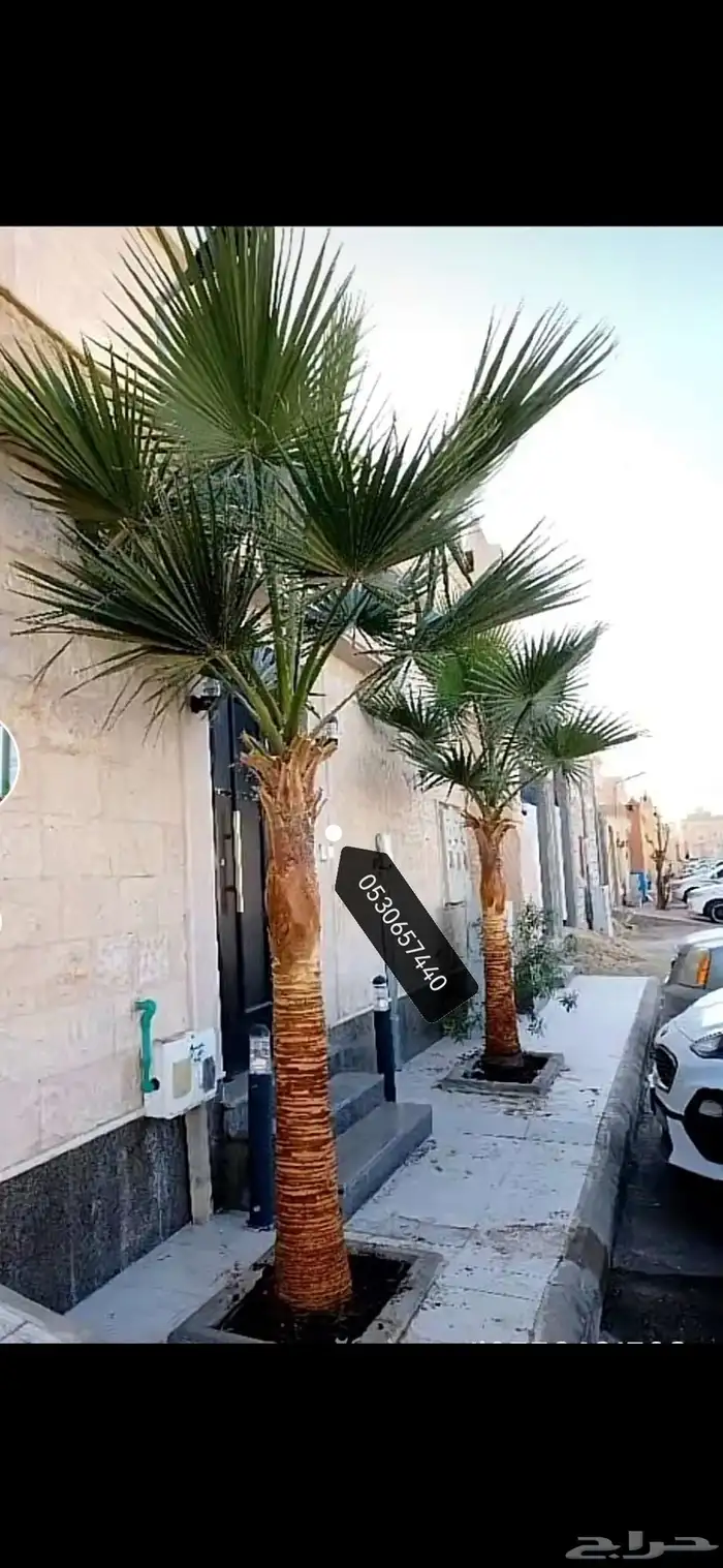 نخل واشنطني نخيل 5