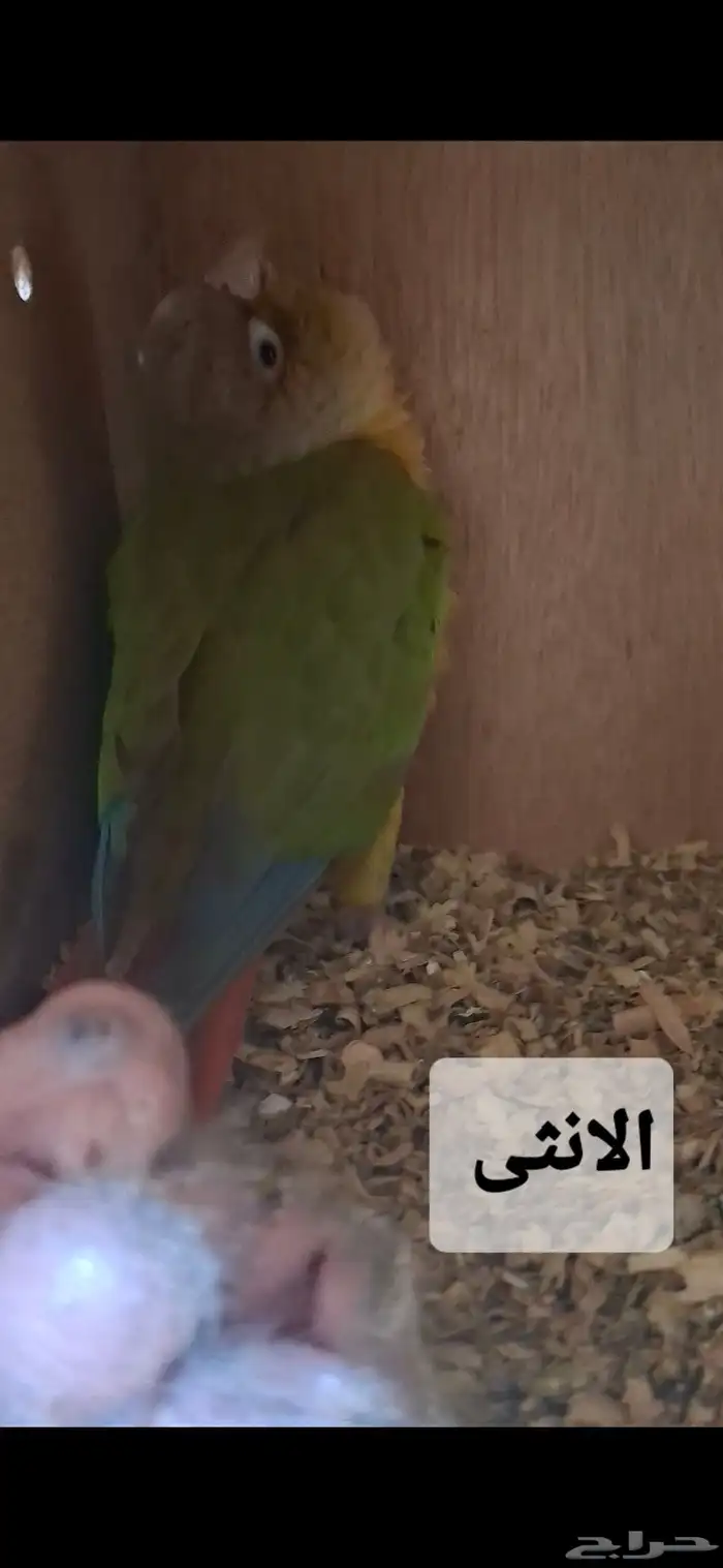 فروخ كنيور 3