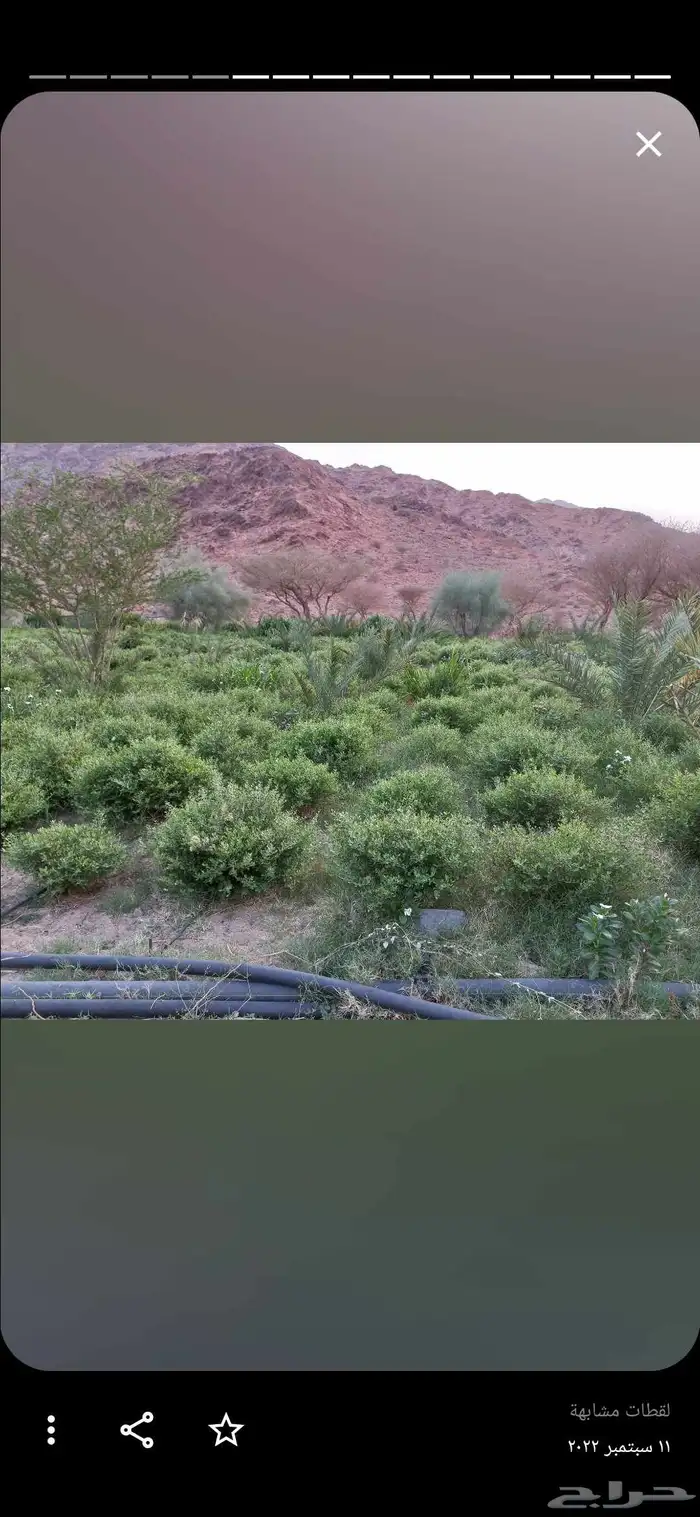 حناء عضوي بالجملة انتاج ينبع النخل مديني 1