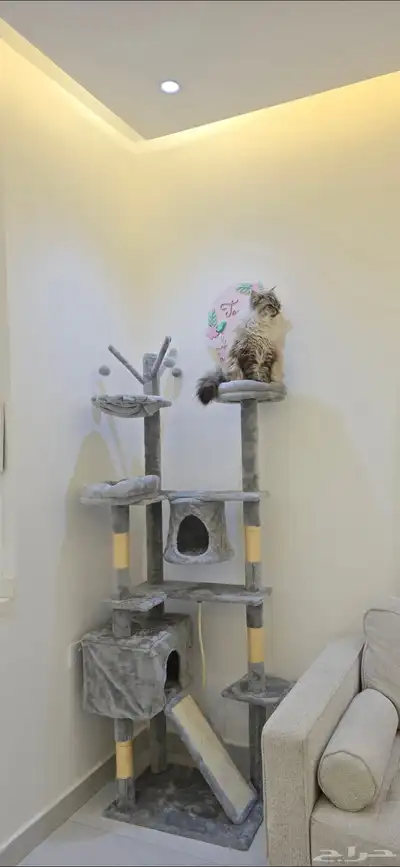 خداشة جديدة غير مستخدمة  القط ما جلس فيها  تنفع لأكثر من قط index