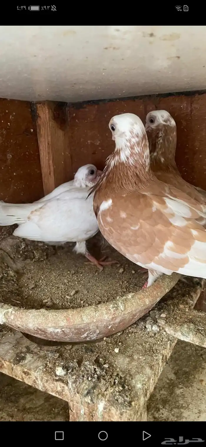 جوز شورت فيس منتج معه فرخ 4