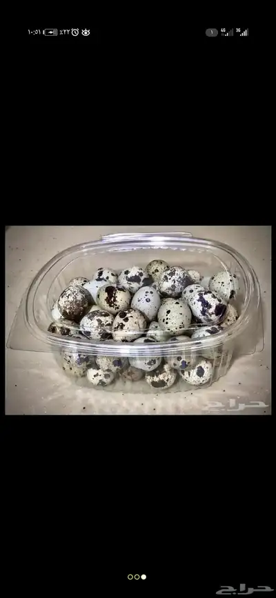 بيض سمان انتاج يومي ولله الحمد index