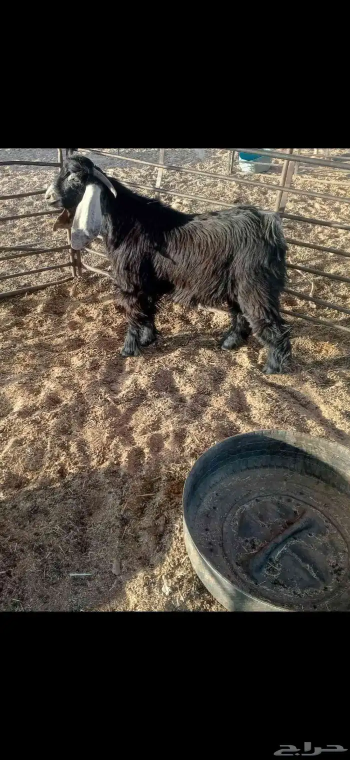 تيس عارضي مقفل شحم العمر 8 شهور وزود للبيع 1