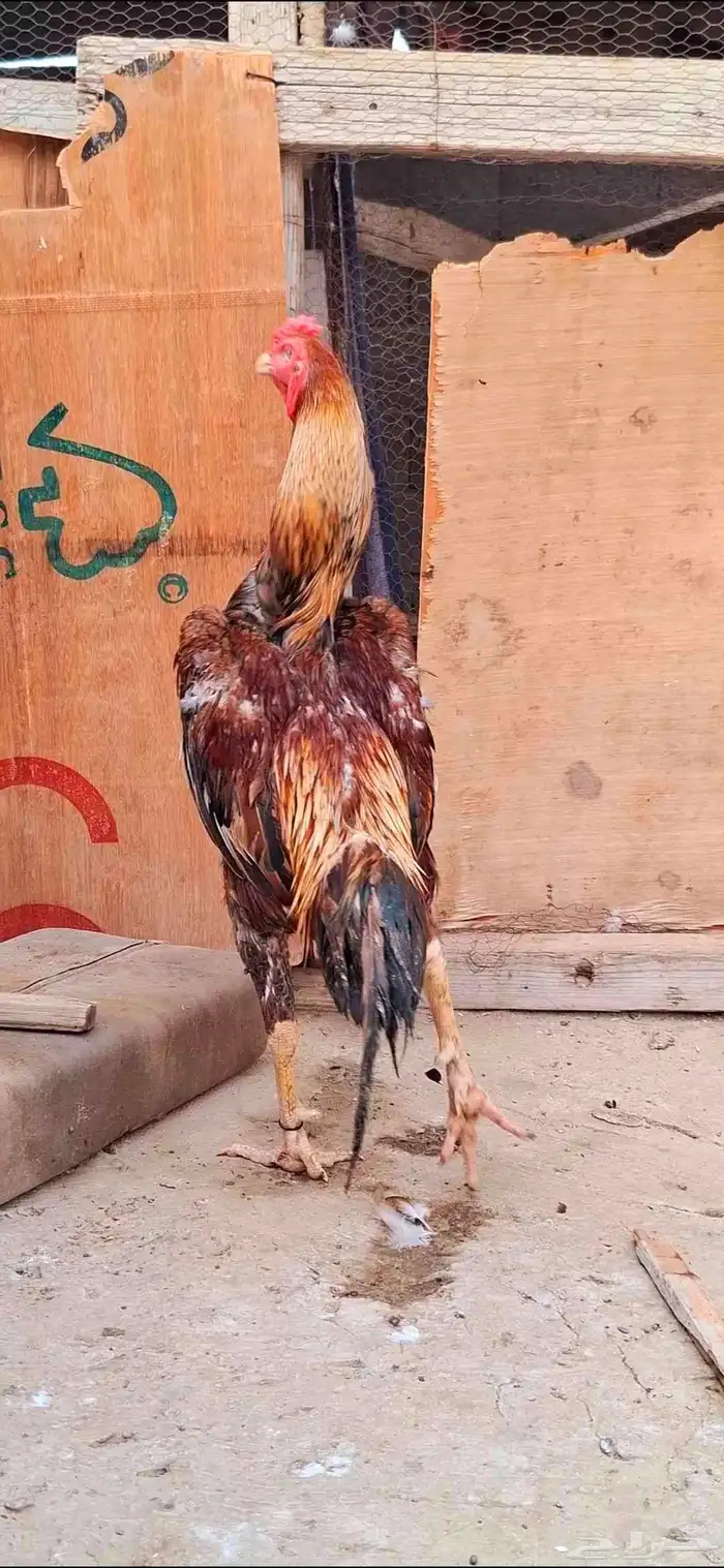 شامو ياباني 8