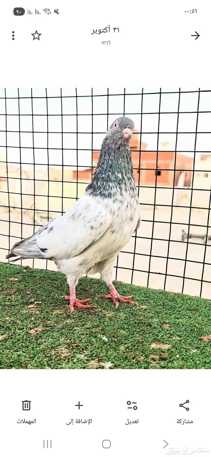 ذكر باكستاني قودلدن بيور 1