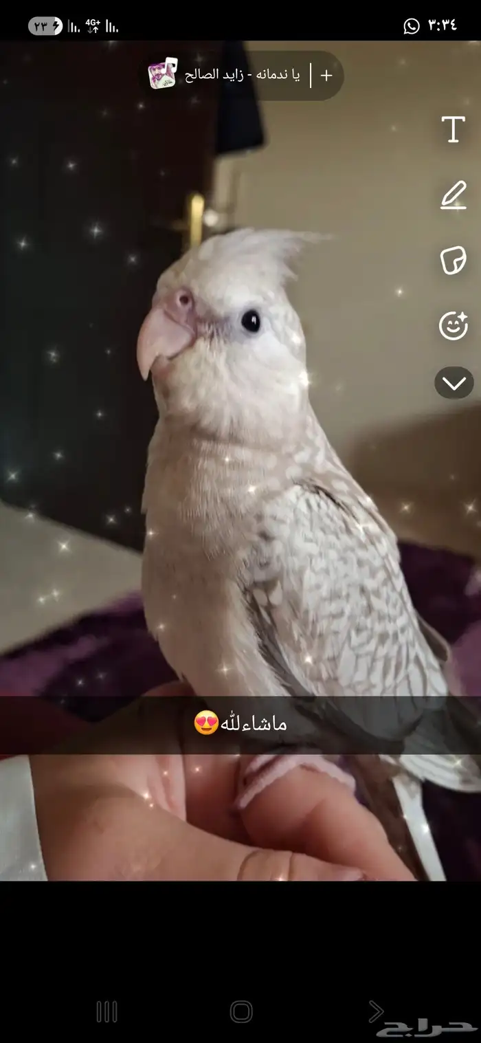 كوكو مفقود بضاحيه 0