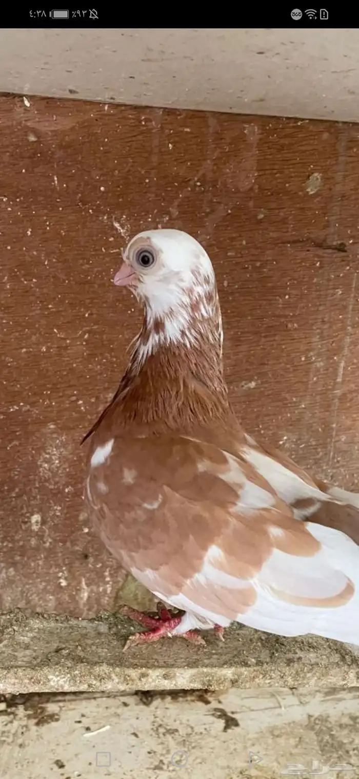 جوز شورت فيس منتج معه فرخ 1