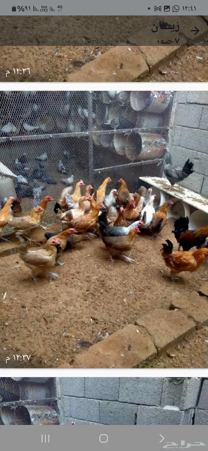 دجاج فيومي اصفر وشبابي وبلدي يياض 0