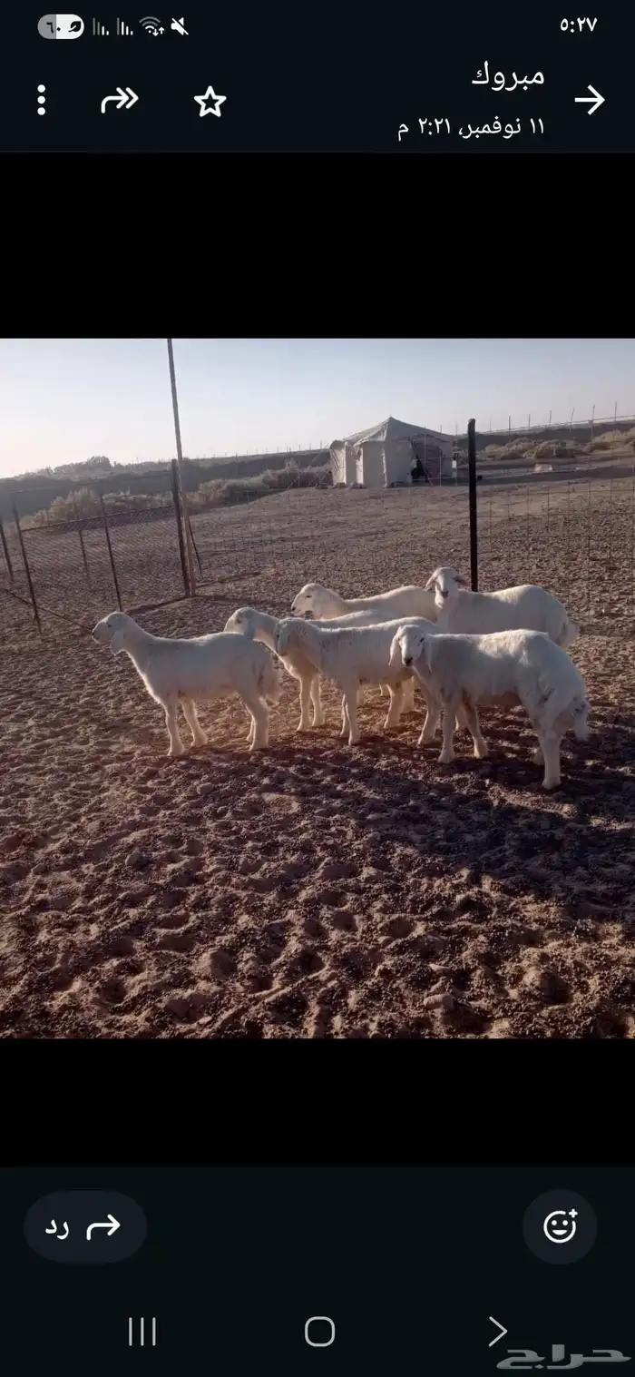 طليان حريات عدد 6 للبيع الأعمار 3 شهور البيع جمله جمله 0